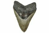 Serrated, Fossil Megalodon Tooth - North Carolina #355837-1